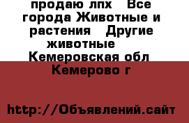 продаю лпх - Все города Животные и растения » Другие животные   . Кемеровская обл.,Кемерово г.